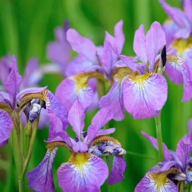Iris - en regnbue i haven!